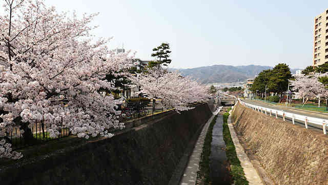 石屋川公園の桜並木