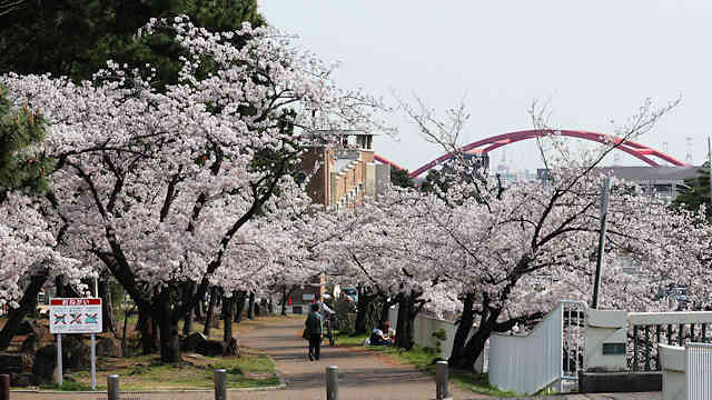 御影公会堂と桜