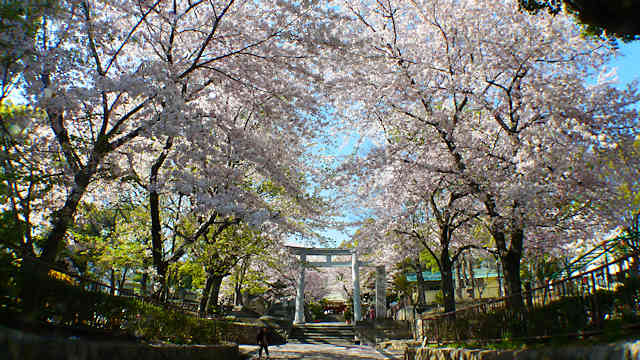 筒井八幡神社の鳥居と桜のトンネル