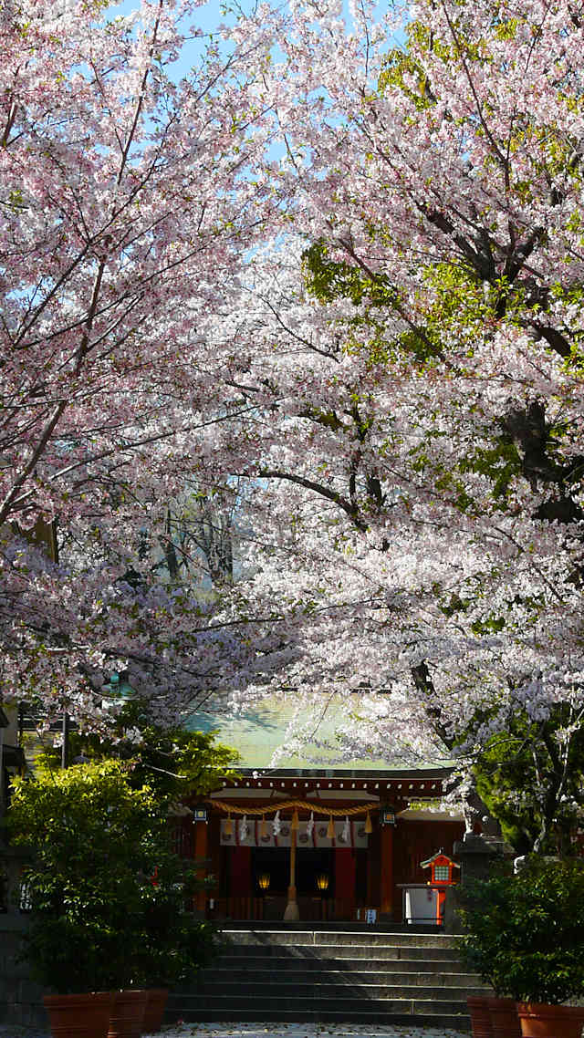 筒井八幡神社の拝殿と桜のトンネル