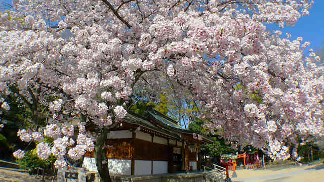筒井八幡神社の拝殿と桜