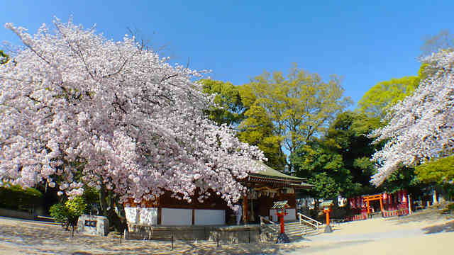筒井八幡神社と宮本公園の桜
