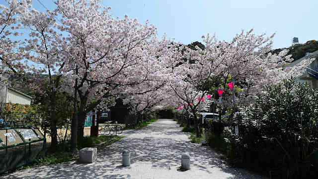 曲田山登山口の桜のトンネル