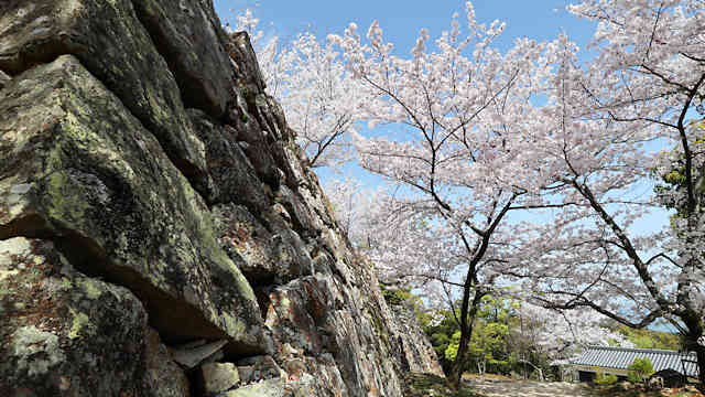 洲本城の石垣と桜
