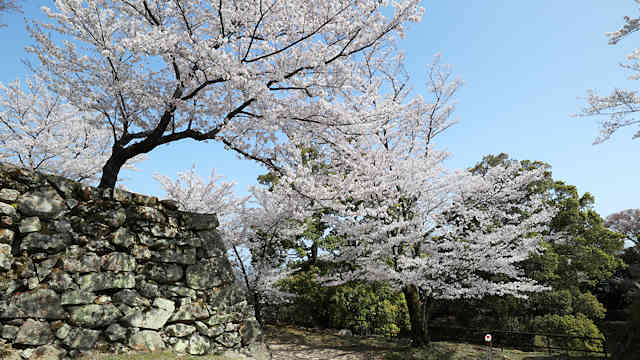 洲本城の石垣と桜