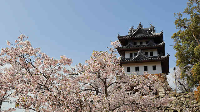 洲本城の天守閣と桜