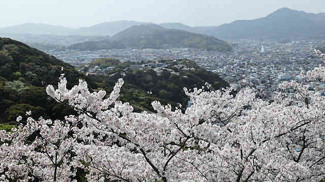 洲本城の展望台から見た曲田山公園の桜