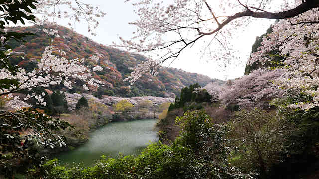 諭鶴羽ダムの桜