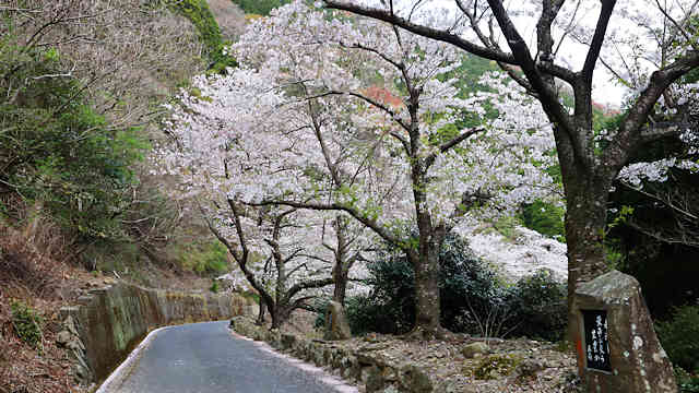 諭鶴羽ダムの桜