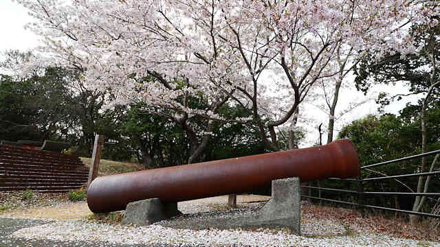 由良要塞・砲身と桜