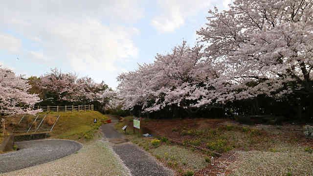 生石公園の桜