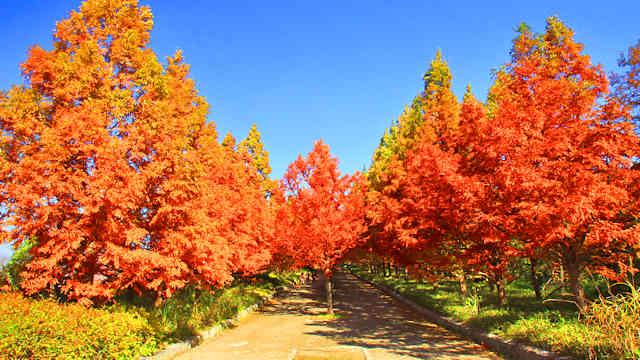 森林植物園 メタセコイア並木の紅葉