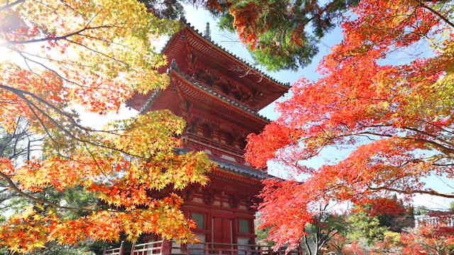 太山寺の紅葉