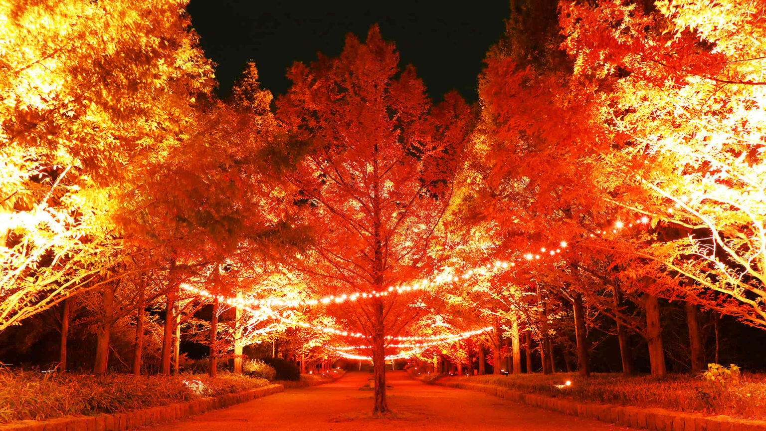神戸森林植物園の紅葉ライトアップ