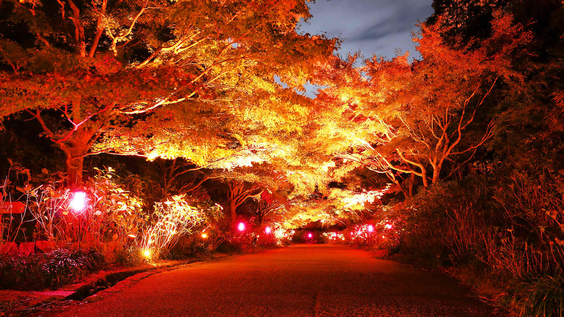 森林植物園 紅葉ライトアップ