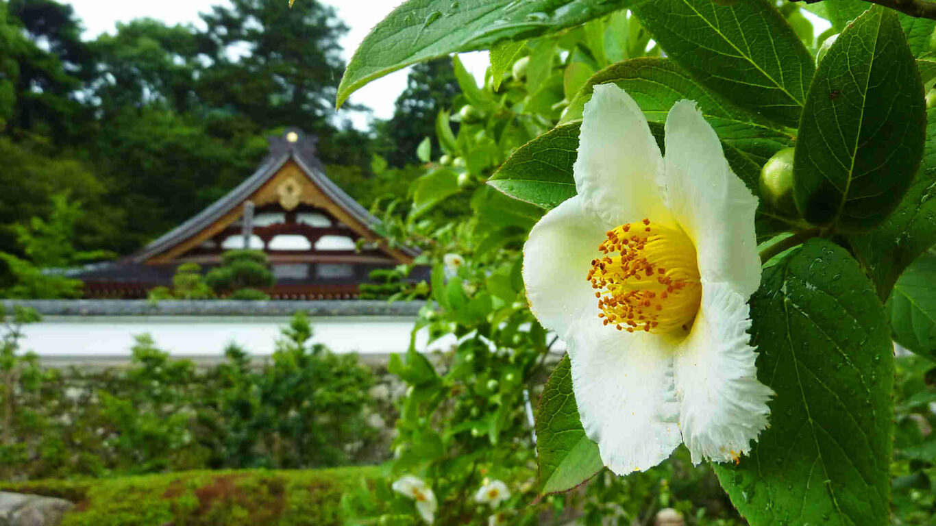 應聖寺の沙羅の花