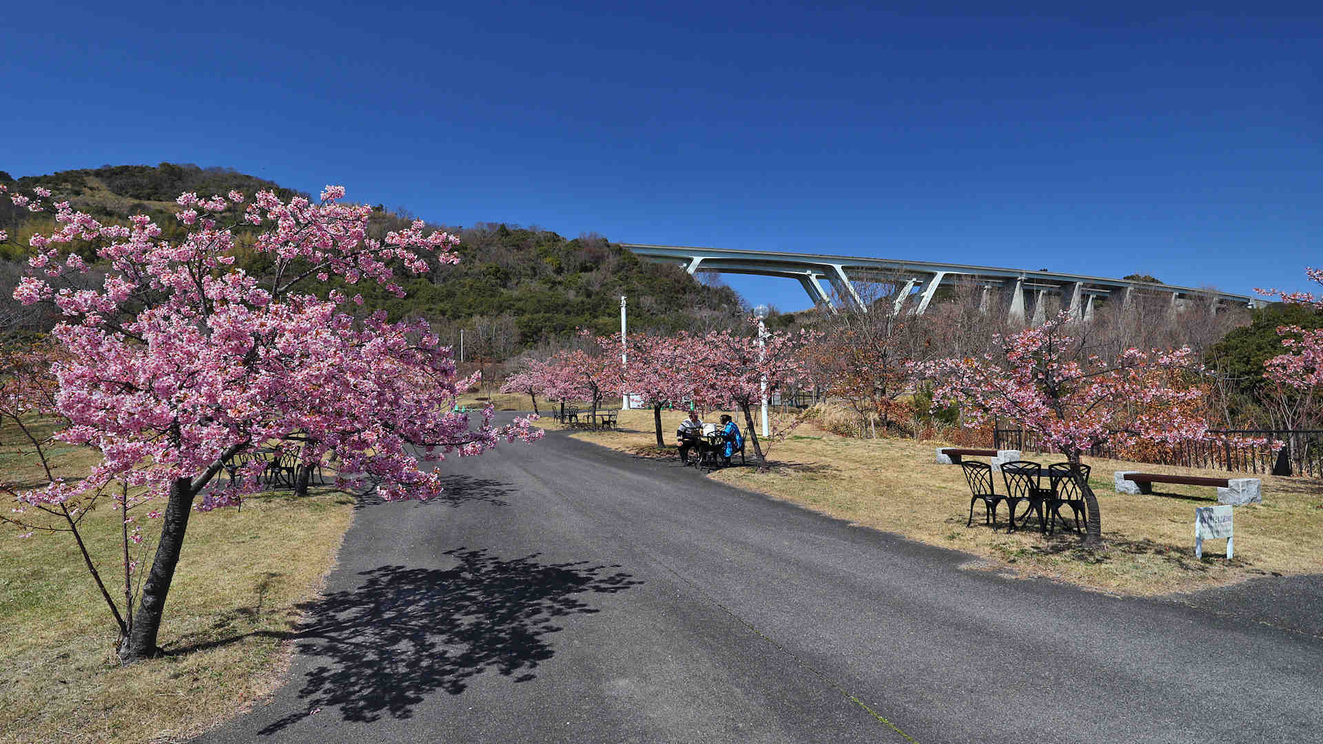 明石海峡公園　春一番の丘に植えられた河津桜