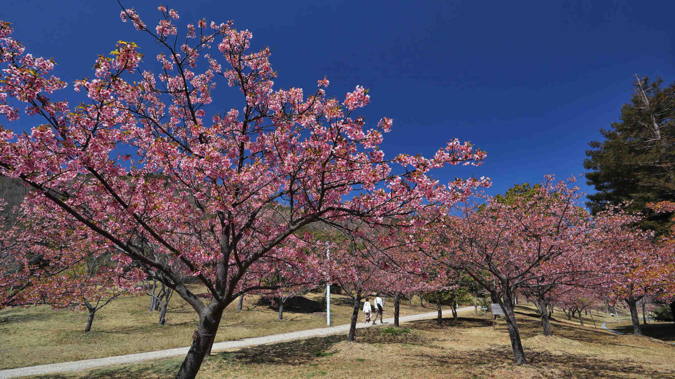 淡路海峡公園桜 – 淡路島 桜 品種 _ 花ごよみ 春・夏 – WYOFNN