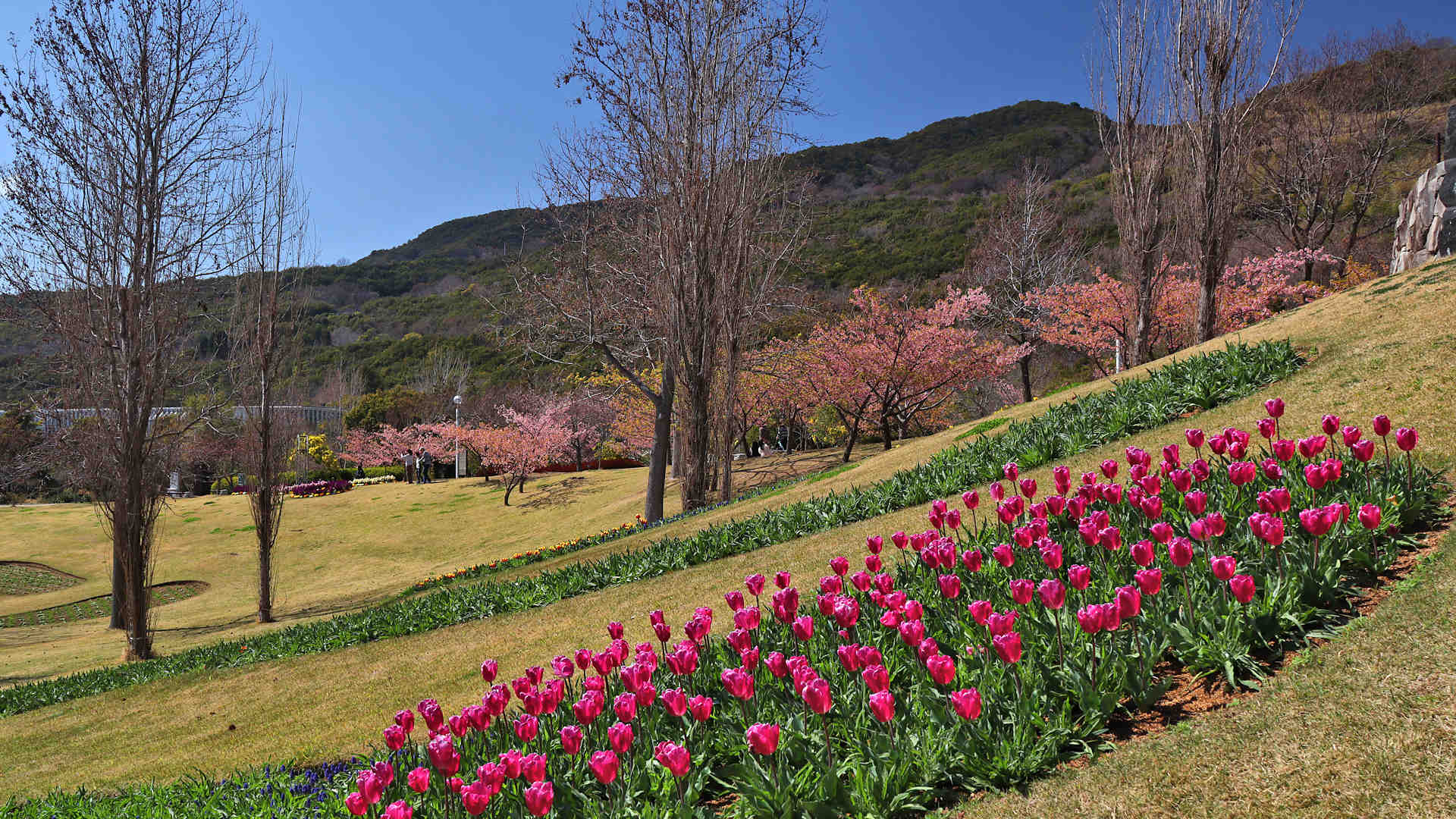 明石海峡公園　チューリップと早咲きの桜