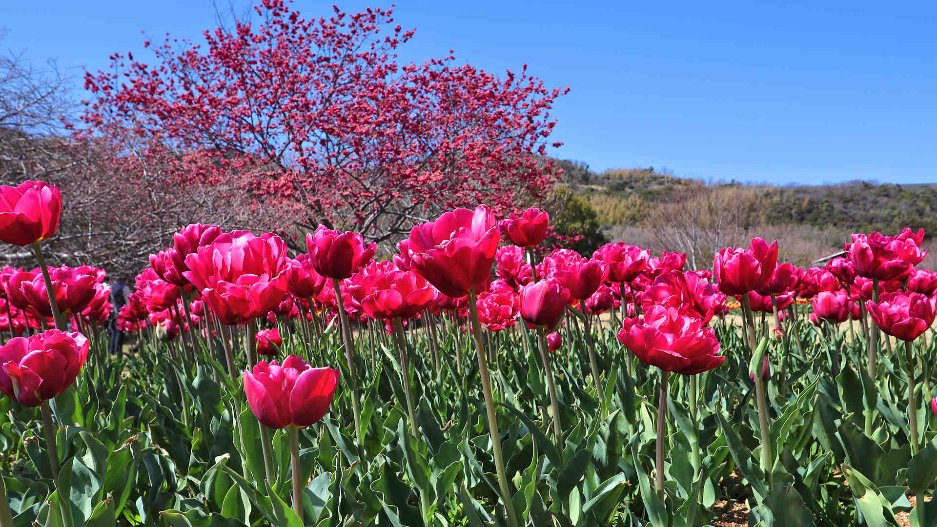 明石海峡公園　チューリップと寒桜