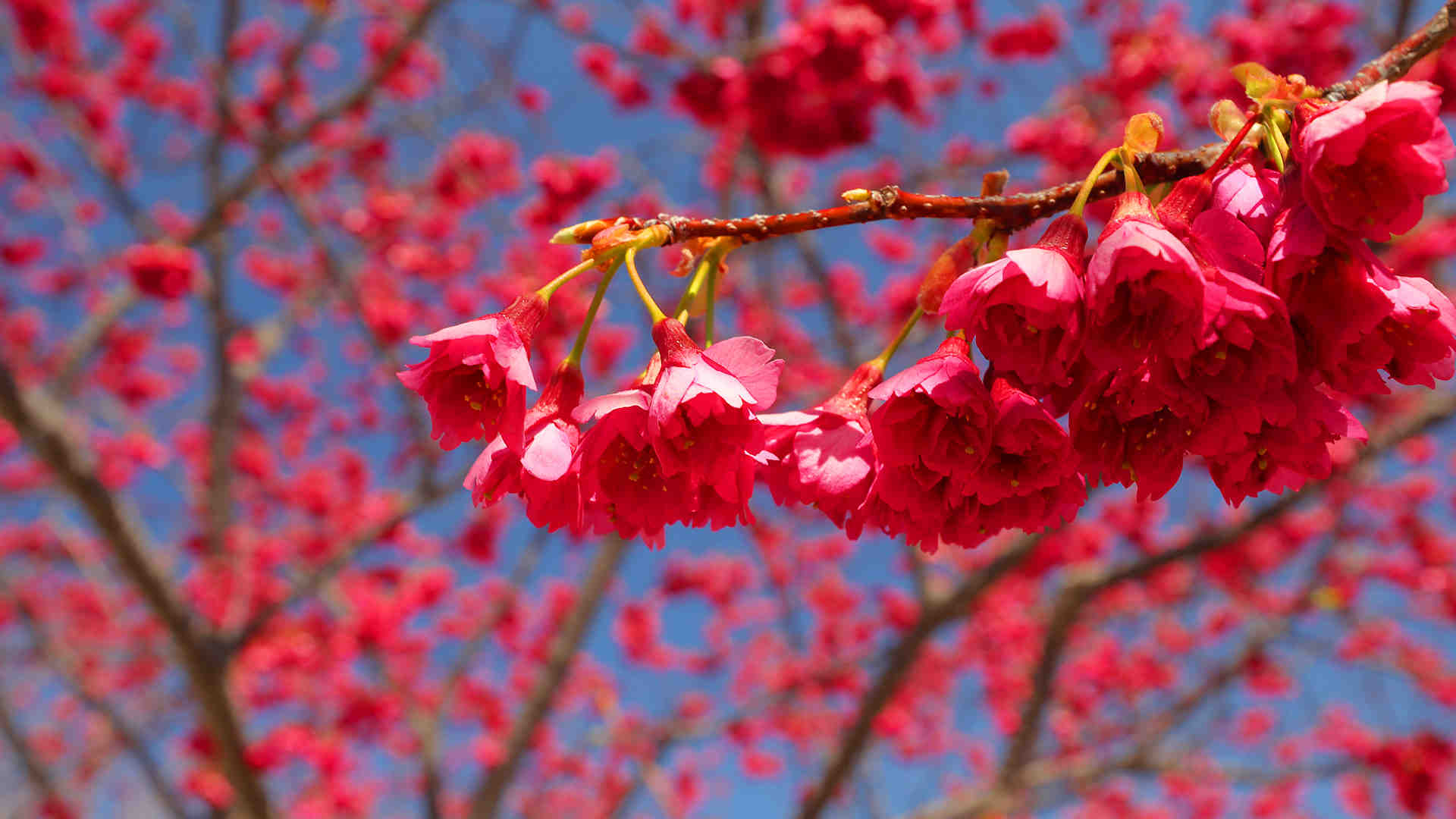 明石海峡公園　寒桜