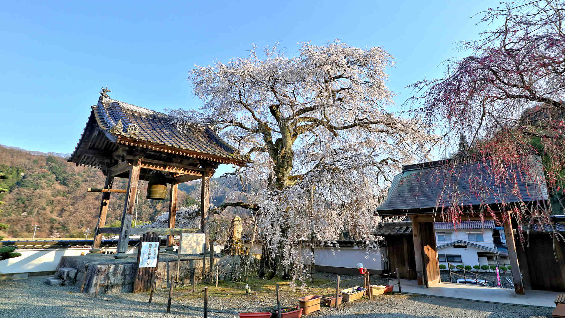 光福寺の鐘楼と大糸桜