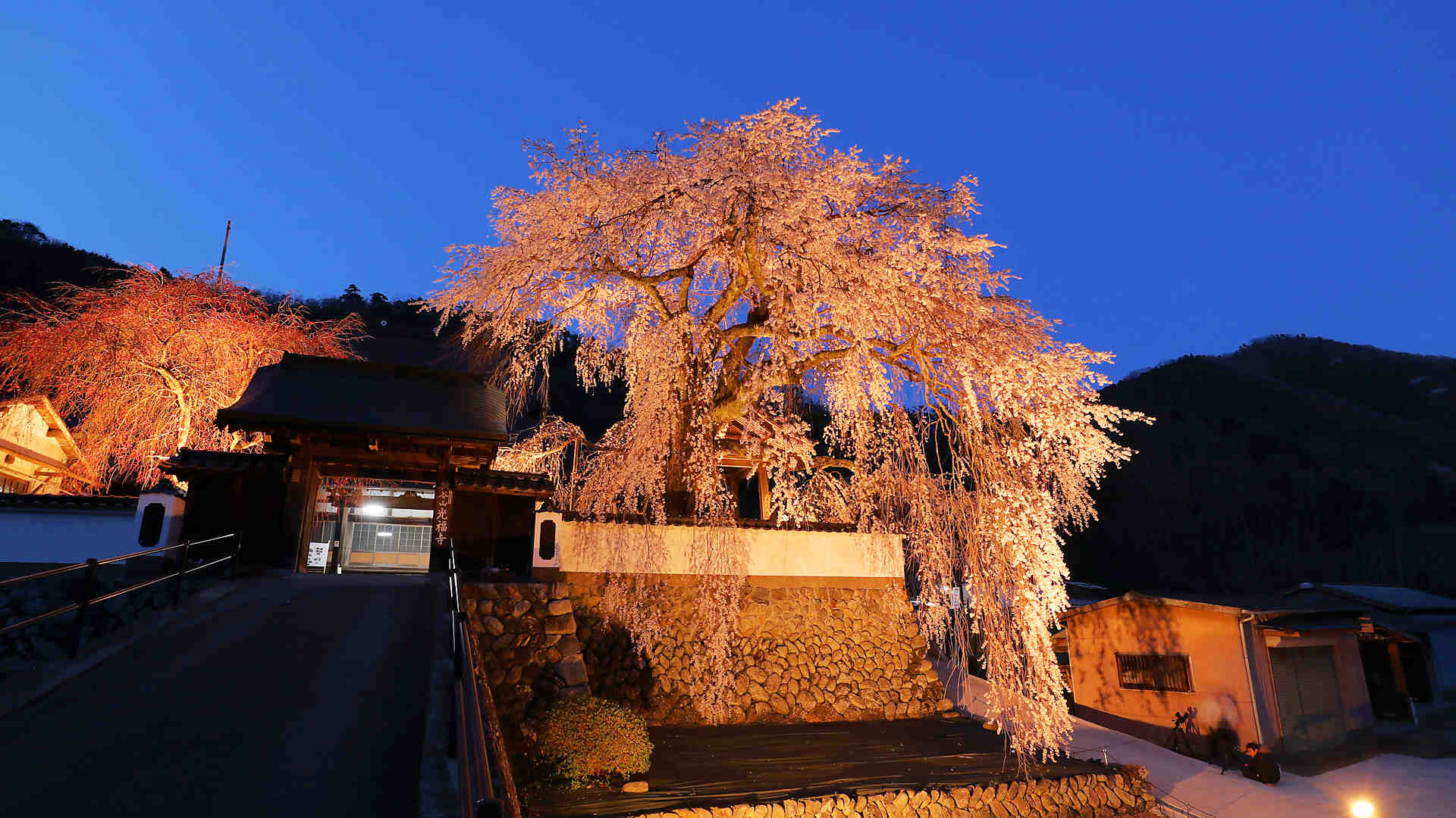 光福寺の大糸桜　ライトアップ
