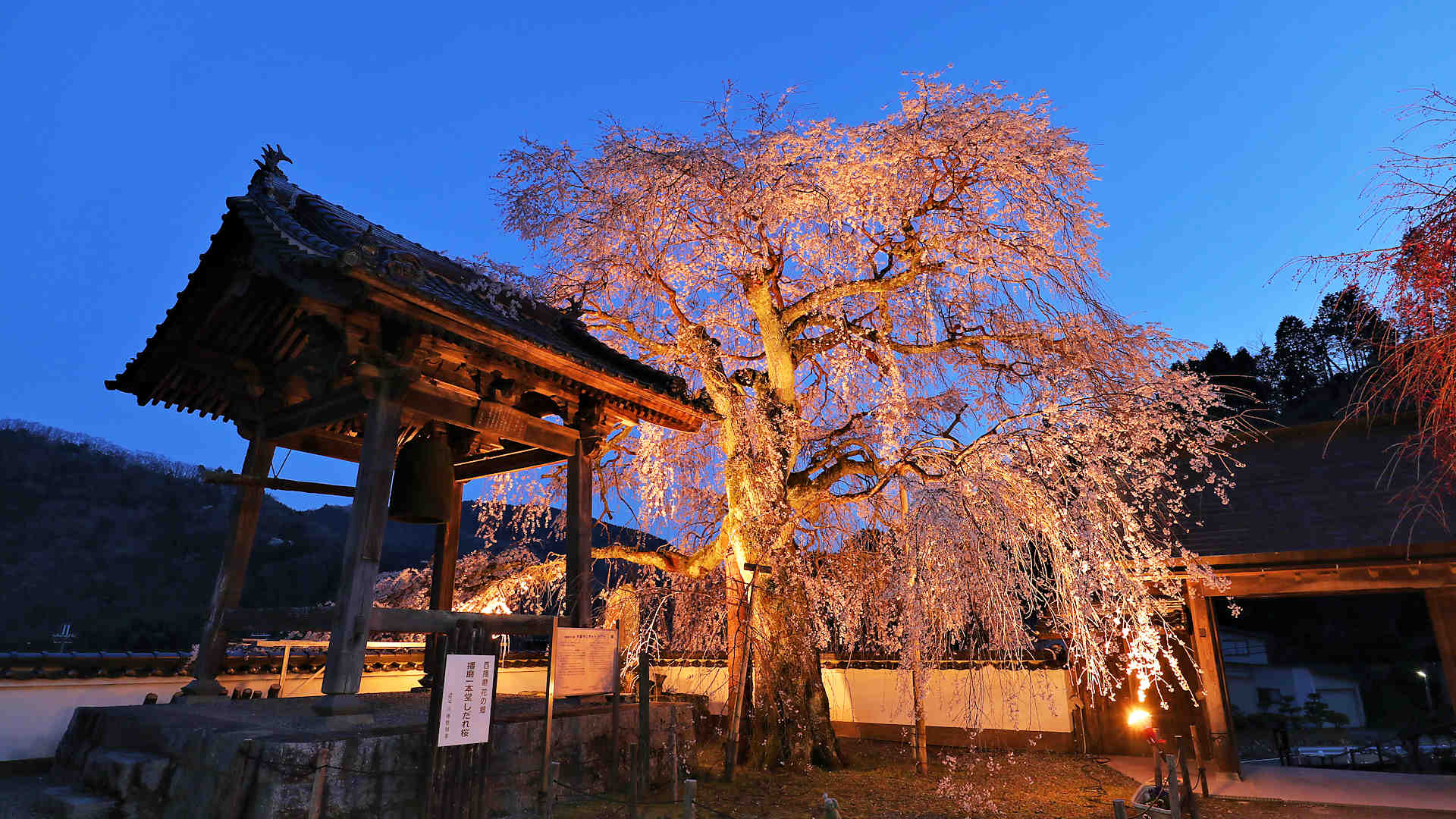 光福寺の大糸桜　ライトアップ