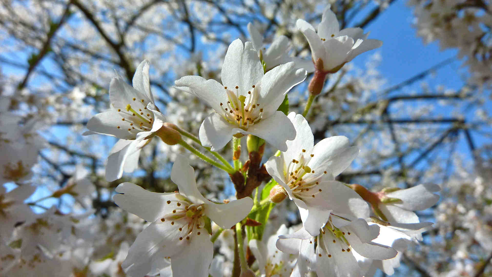 樽見の大桜の花
