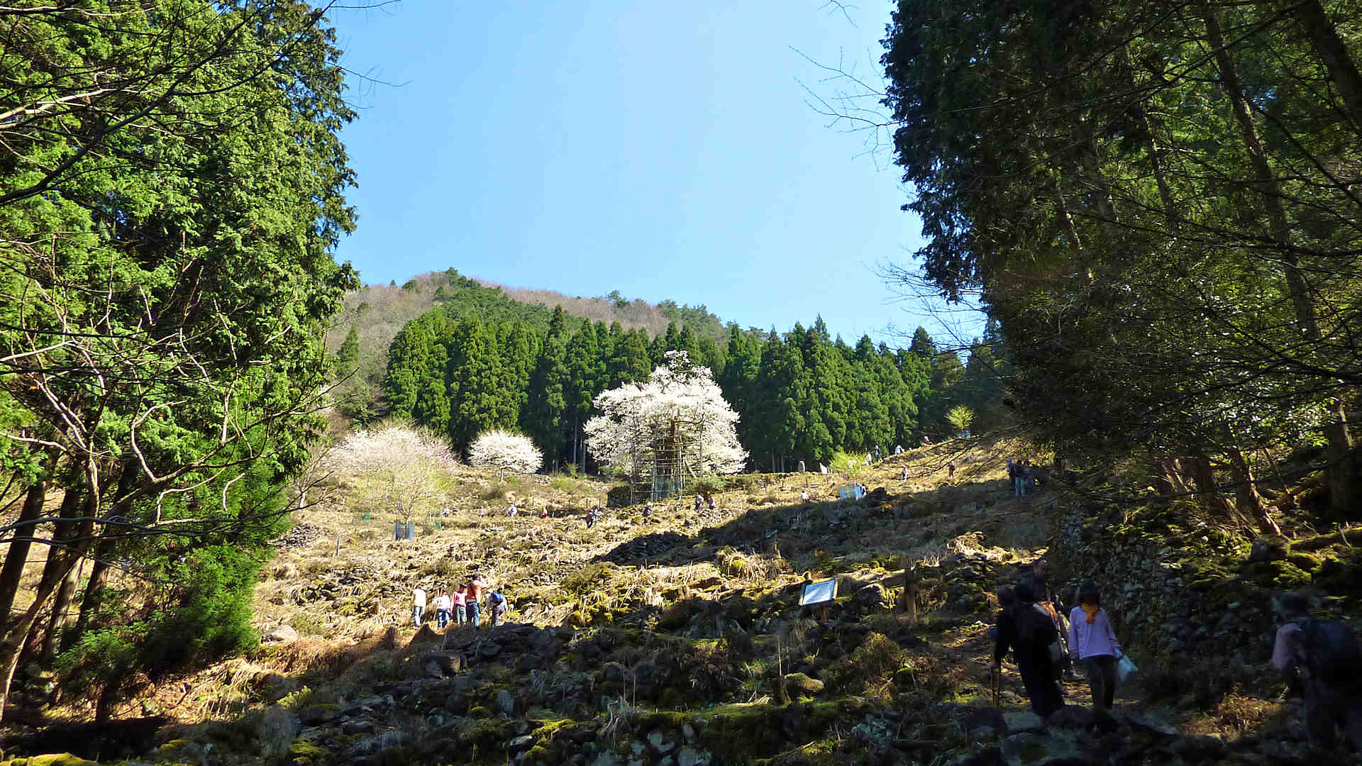 樽見の大桜の登山道