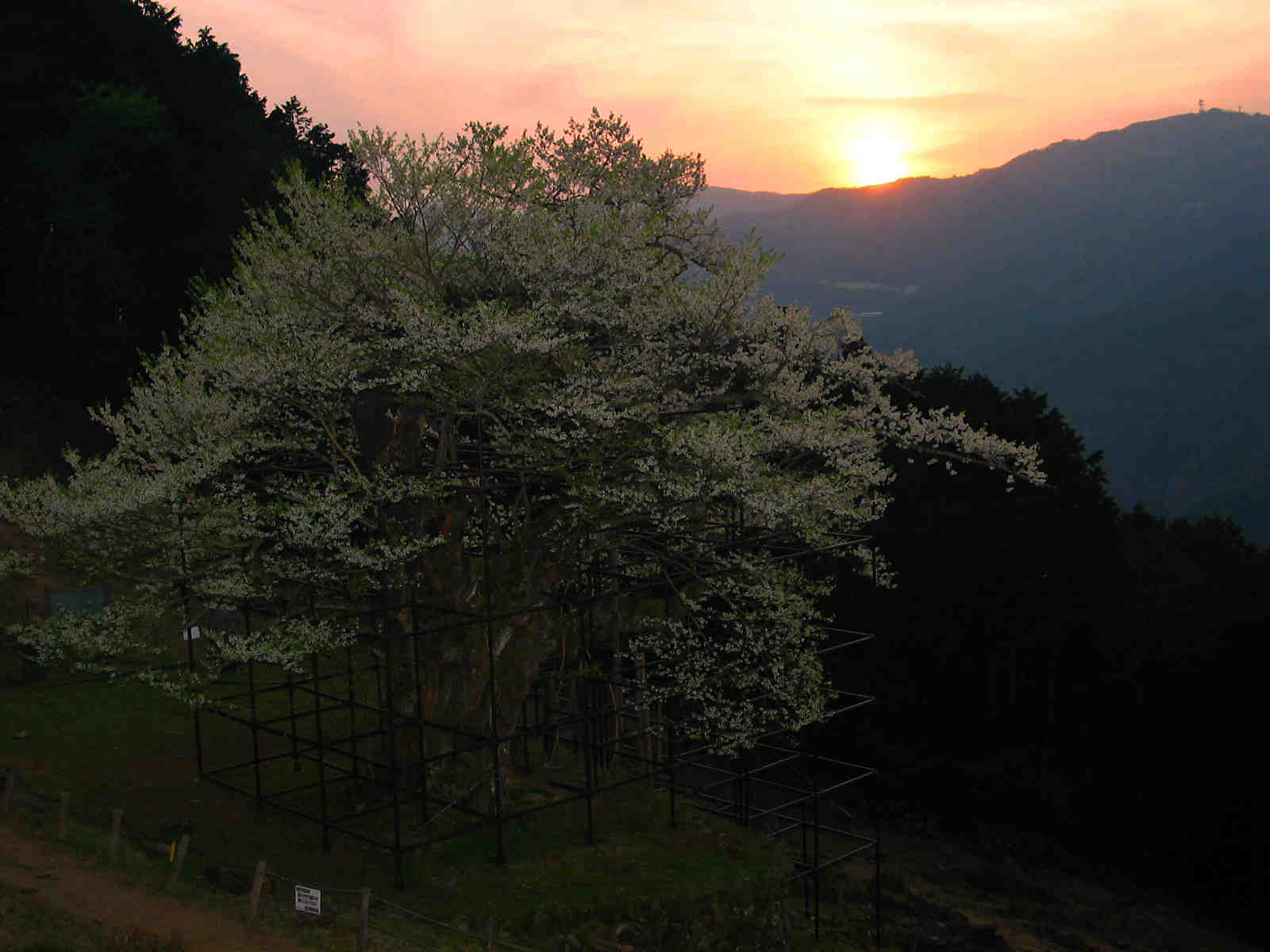 樽見の大桜と夕日