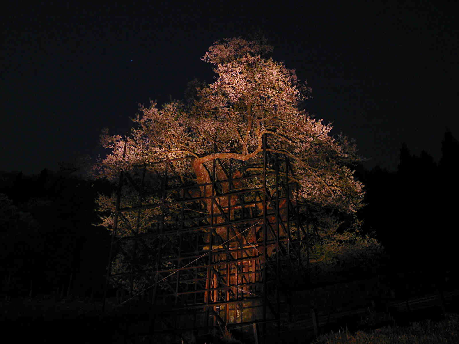樽見の大桜の勝手にライトアップ