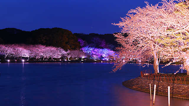 明石公園・剛ノ池の桜のライトアップ