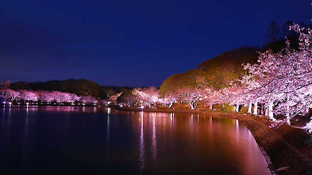 明石公園・剛ノ池の桜のライトアップ