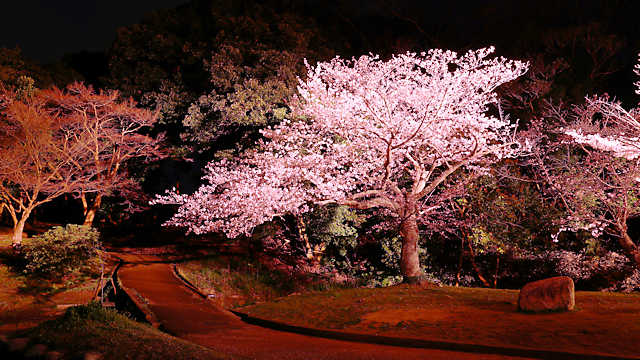 明石公園・千畳芝の桜のライトアップ
