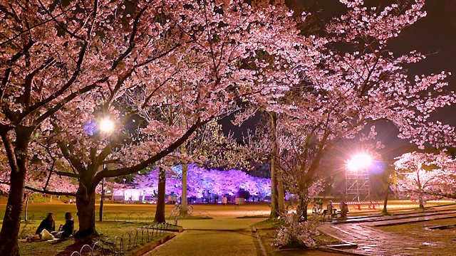 明石公園・千畳芝の虹色に変化する桜のライトアップ