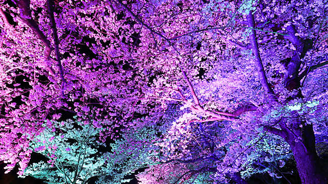 明石公園・千畳芝の虹色に変化する桜のライトアップ