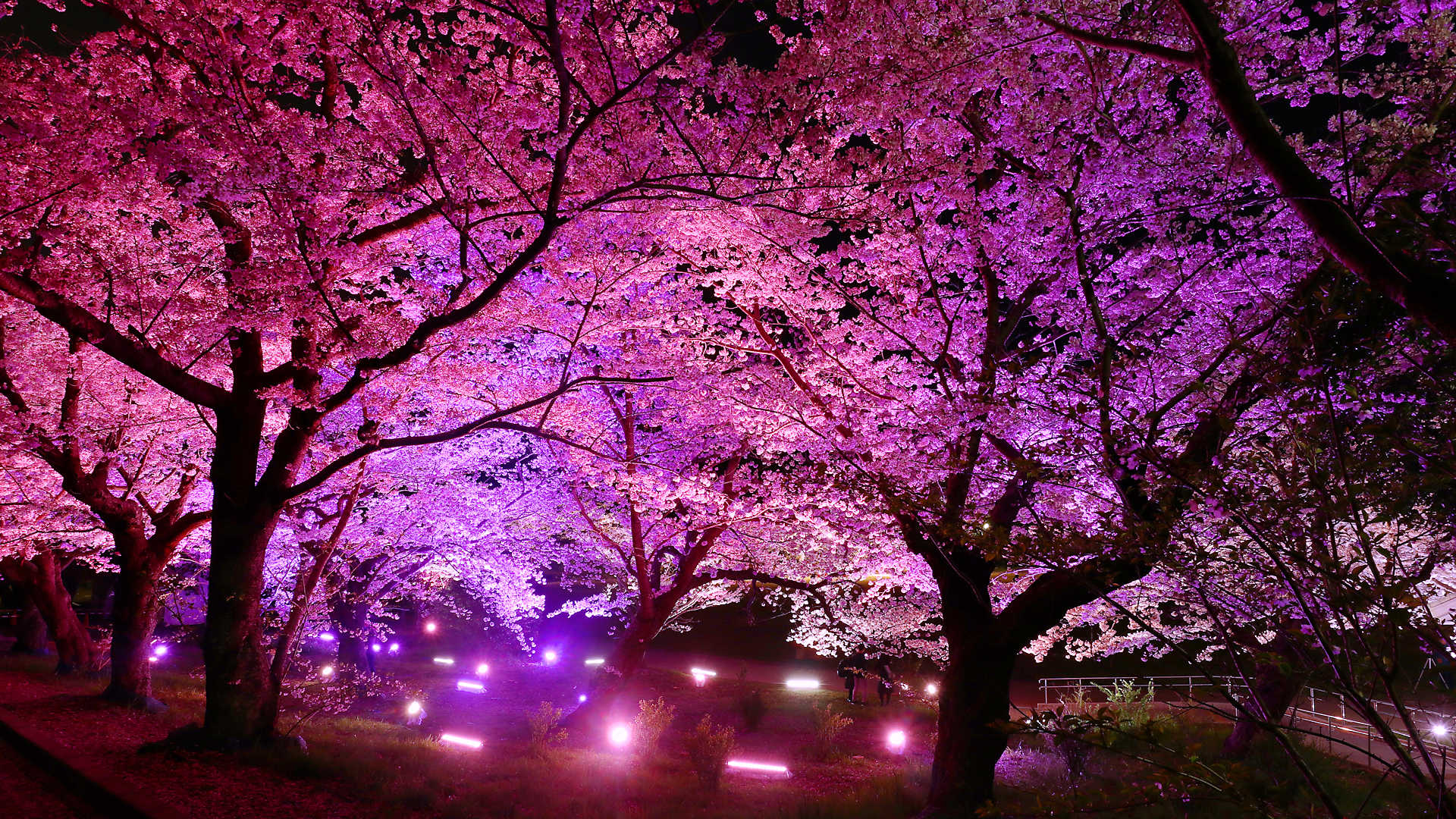 明石公園 夜桜のライトアップ 明石城築城400周年記念行事