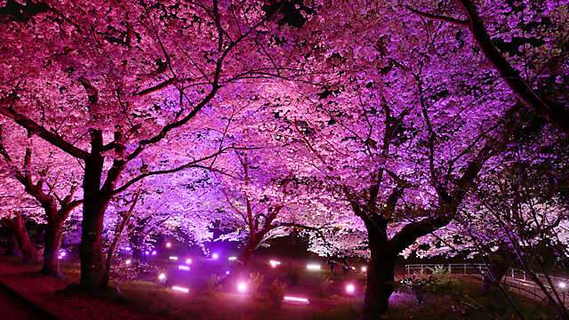 千畳芝の虹色に変化する桜のライトアップ