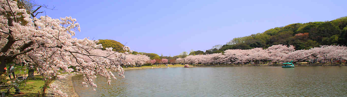 明石公園　剛ノ池の桜
