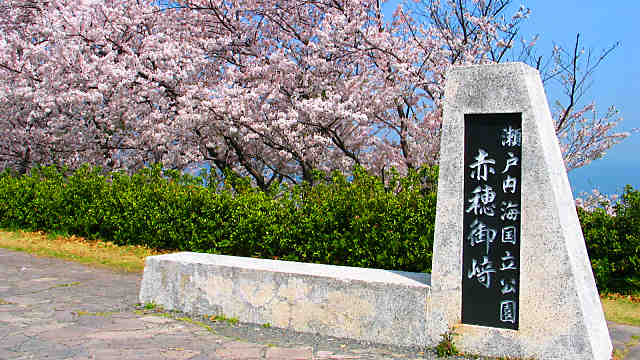 赤穂御崎の桜