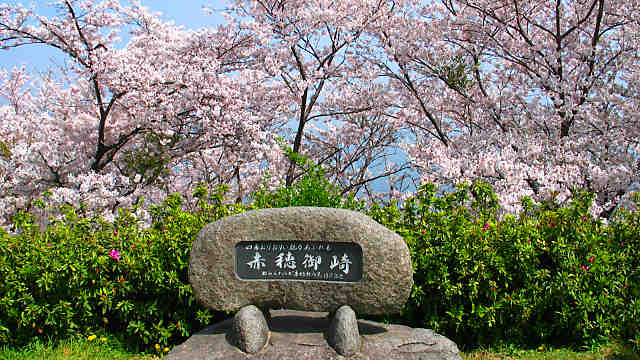 赤穂御崎の桜