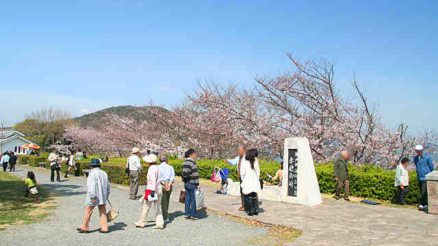 赤穂御崎の桜