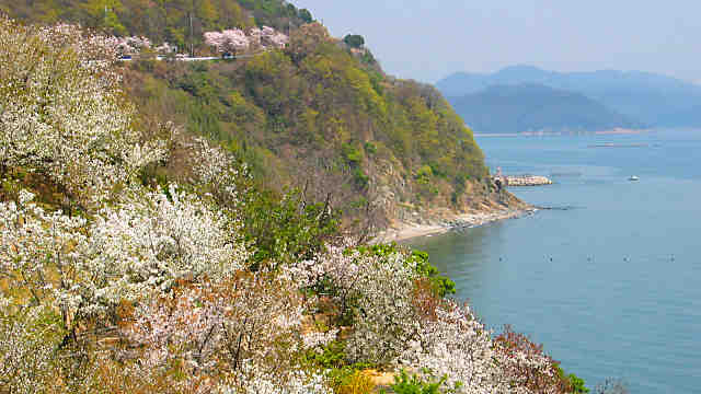 赤穂御崎の桜