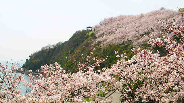 赤穂御崎の桜