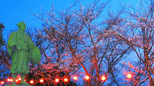 桜のライトアップ・夜景