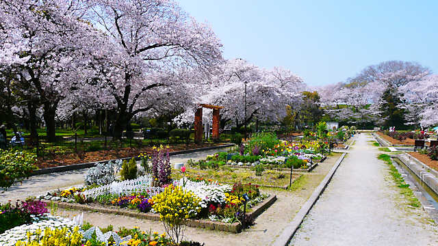 西武庫公園の花壇と桜