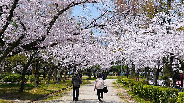 西武庫公園の桜並木