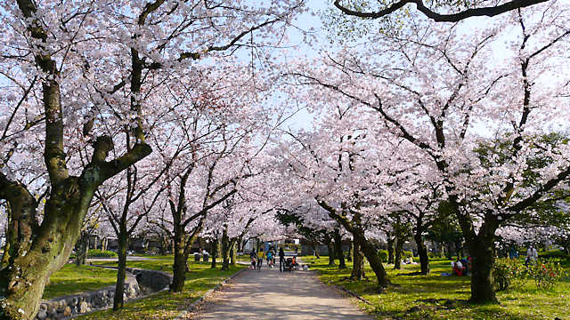 西武庫公園の桜
