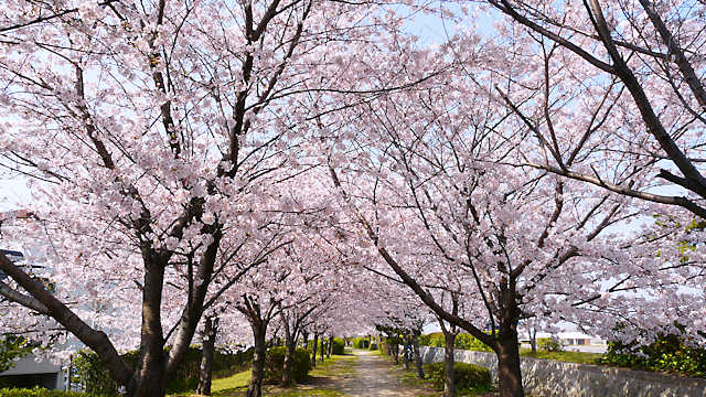 武庫川の「ふるさと桜づつみ回廊」
